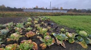 Осень#Алекс Тип