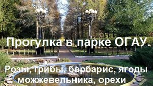 251026 Прогулка парк ОГАУ Сбор грибов Интересные растения грибы деревья памятник Парахину город Орёл