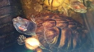 красноухие черепахи 🐢 утро 26-10-2025
