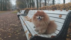 Рыжий зайка