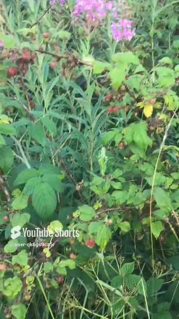 Ленинградская область. Хвойное. 10.07.2024. Созревшие ягоды дикой малины