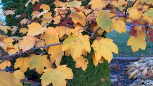 Осень-Природа, 2025