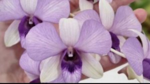 П-11. Ч-3. Обзор ден. Jairak  гибрид 2-х цветный синий  после пересадки спустя 5 месяцев.