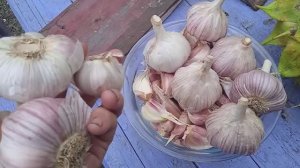 7.11.25г.  Первая Посадка ЮЖНОГО Озимого🧄🧄🧄 ЧЕСНОКА!!!👍🙂