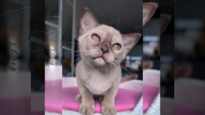 Шоколадный бурманский котёнок Georg I  Freya Way