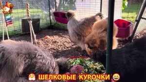 Шелковые курочки пушистые шарики ❣️🤗😂 (25)