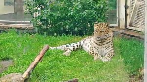 Московский зоопарк 1 июля 2025 год