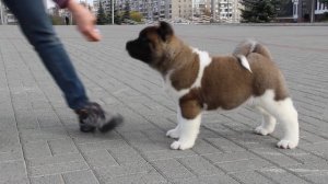 TOKARA GARDIANS YAREL