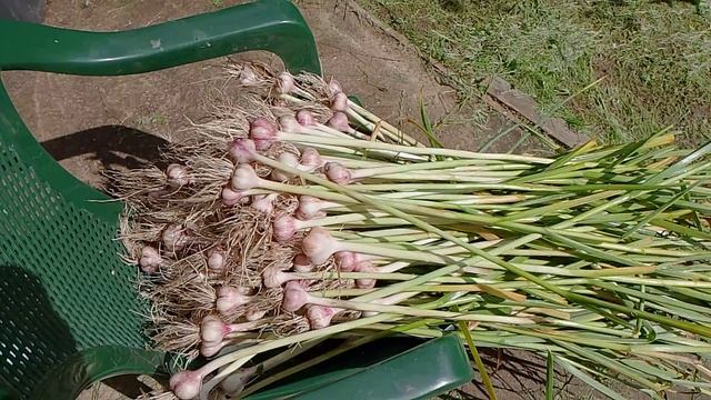 02-08-2025 Сбор чеснока смотреть онлайн