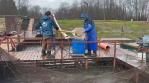 Запуск форели