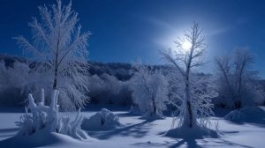 Футаж. Новый год. Новогодний Фон. Зимний лес. mp4