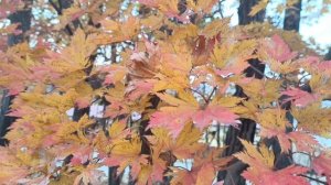 Золотая Приморская осень🍁🍂🍁😍😍😍