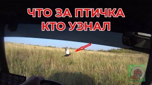 Чуть на птичку не наехал