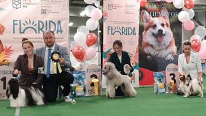 28.09.2025, СПб. Клуб "Спарс" (РКФ, РФСС). Выставка собак САС 9 группы FCI