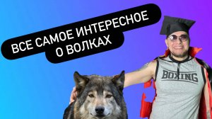 Самое интересное о волках