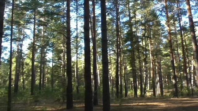 Прогулка в сосновый бор, 27 октября, солнечно, тихо и очень красиво.