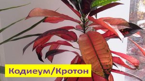 Какой грунт нужен для комнатного растения Кодиеум и как часто подкармливать