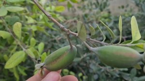 Фейхоа 2025 г.