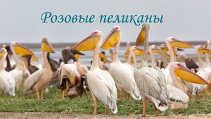 Розовые пеликаны на озере Маныч