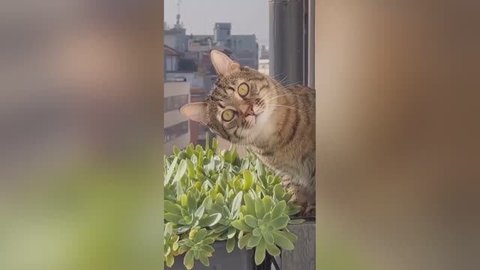 Милые и смешные- коты делают приколы!🙀😻