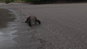 Ирландец против дракона Комодо!