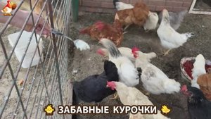 Забавные курочки несушки на сельском подворье 🤗😂😜 (1)