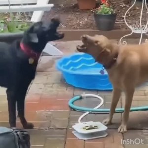 Сколько радости)))