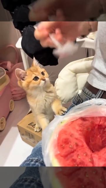 Нет нет, я такое не ем!