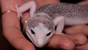 Жители Казахстана все чаще заводят экзотических животных в своих домах и квартирах