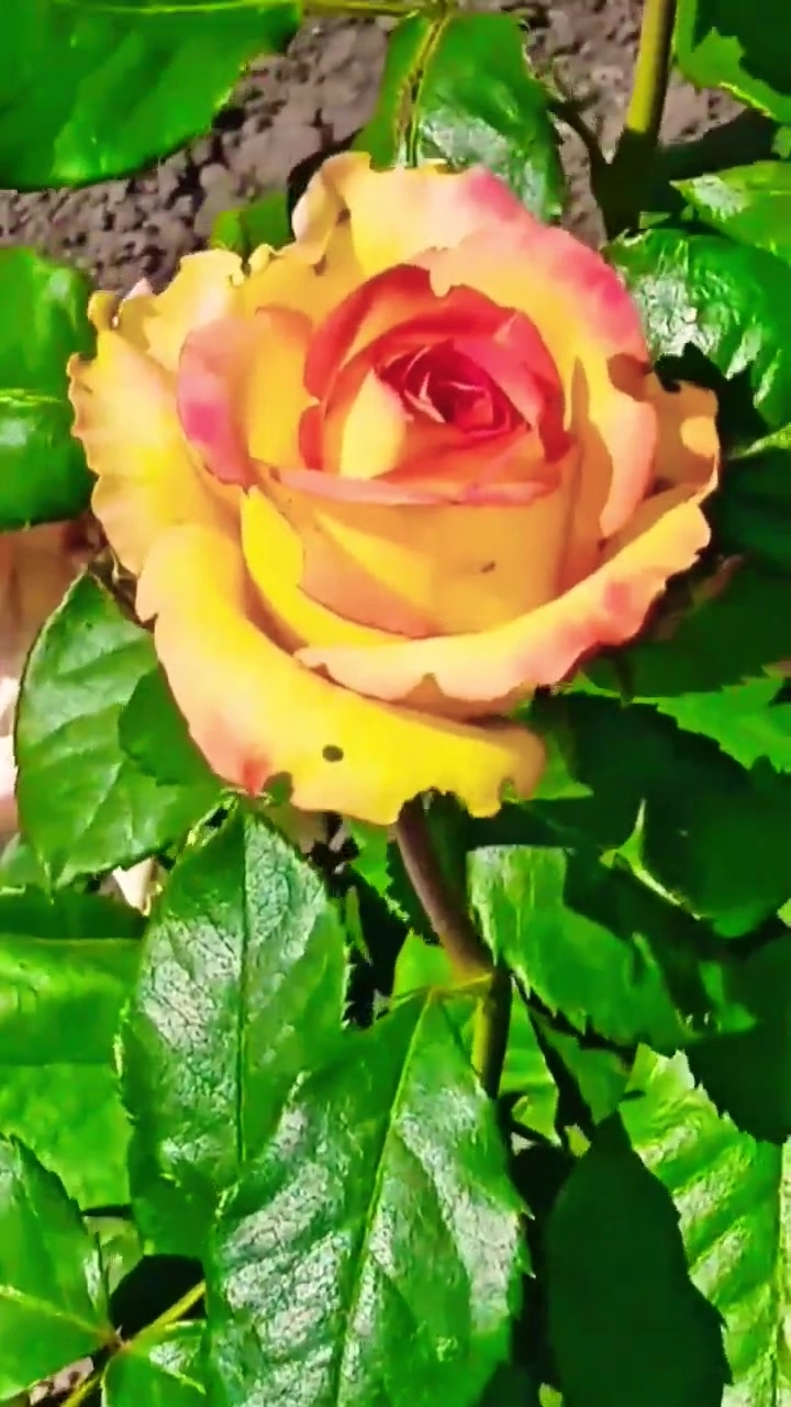 Они ушли с летом. Но, жизнь продолжается! ♥️