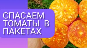 Реанимация Томатов в пакетах.Подкормите эффективно