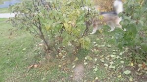 VID_20251026_161007 хз