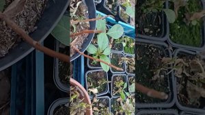 Что делаю с крупнолистной гортензией, как готовлю к зиме.