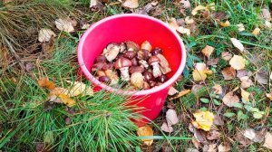 Грибные новости от 26 октября 2025г. /Смоленская обл.