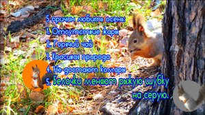 Белка ходит по осенней листве