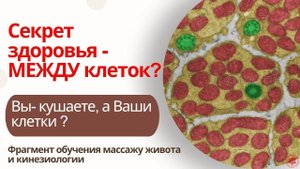 Секрет здоровья - МЕЖДУ клеток? Вы- кушаете, а Ваши клетки ? Фрагмент обучения