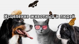 Исцеление животных и людей (свидетельства и практика)