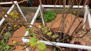 Смородина осенью.