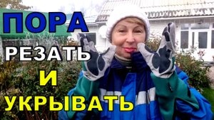 Никогда не срезаю листья у роз. И всегда зимовка удачно. Бегом укрывала РОЗЫ, а на улице тепло