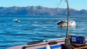 Мы оказались не готовы ловить таких гигантов 😲