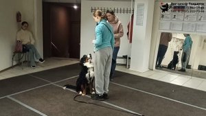 Бернский зенненхунд Шелдон. Фрагмент индивидуального занятия по дрессировке: выдержка и подзыв собак