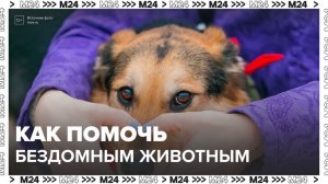Москвичам рассказали, как можно помочь бездомным животным - Москва 24