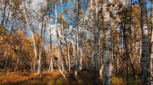 Зановесочки. #cover