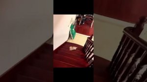 ПОДБОРКА смешных котов😹😹😹