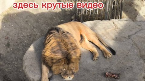подпишись!!!!!!!