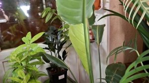 Скоро будет!?