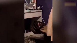 Всячинки
