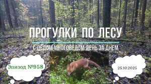 Прогулки по лесу. День за днем с дедом Многоведом. 25 октября 2025г. Эпизод 958.