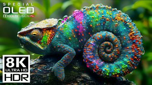 Удивительные дикие животные. Видео для расслабления. 4K