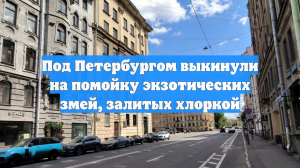 Под Петербургом выкинули на помойку экзотических змей, залитых хлоркой